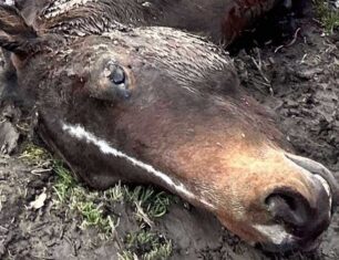 Χελιμόδι Γρεβενών: Κυνηγοί σκότωσαν 4 άλογα προστατευόμενης φυλής και τα κομμάτιασαν για το κρέας τους (βίντεο)