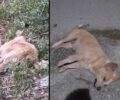 Καλύβες Χανίων: Με κεφτεδάκια φόλες δολοφόνησε σκυλιά και γάτες