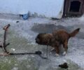 Καμίνια Χανίων: Κατήγγειλαν την κακοποίηση του τυφλού και μονίμως αλυσοδεμένου σκύλου (βίντεο)