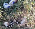 Προφήτης Ηλίας Καρδιτσομαγούλας: Βρήκε 8 νεογέννητα κουτάβια ζωντανά σε τσουβάλι πεταμένα σε ποτάμι
