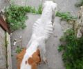 Κως: Έκκληση για τον θηλυκό σκελετωμένο σκύλο που περιφέρεται στο Πλατάνι