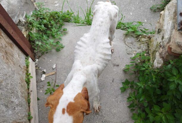 Κως: Έκκληση για τον θηλυκό σκελετωμένο σκύλο που περιφέρεται στο Πλατάνι