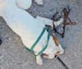 Κούμαρης Αχαΐας: Βρήκε σκύλο παγιδευμένο σε δόκανο (βίντεο)