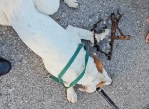 Κούμαρης Αχαΐας: Βρήκε σκύλο παγιδευμένο σε δόκανο (βίντεο)