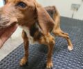 Κρέστενα Ηλείας: Βρήκαν σκελετωμένο σκύλο που αντί για 16 ζυγίζει μόλις 6 κιλά (βίντεο)
