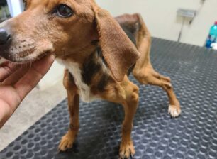 Κρέστενα Ηλείας: Βρήκαν σκελετωμένο σκύλο που αντί για 16 ζυγίζει μόλις 6 κιλά (βίντεο)