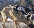 Λέχοβο Φλώρινας: Έκκληση για τον σκελετωμένο σκύλο