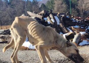 Λέχοβο Φλώρινας: Έκκληση για τον σκελετωμένο σκύλο