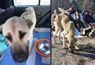 Λέχοβο Φλώρινας: Σκελετωμένος και παραμορφωμένος ο εξαθλιωμένος σκύλος – Έκκληση για τα έξοδα