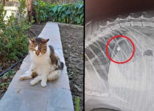 Λήμνος: Γάτα έμεινε παράλυτη αφού πυροβολήθηκε με αεροβόλο - Έκκληση για τα έξοδα