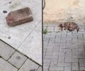 Μαρούσι Αττικής: Σκότωσε γάτα χτυπώντας την στο κεφάλι με κυβόλιθο