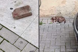 Μαρούσι Αττικής: Σκότωσε γάτα χτυπώντας την στο κεφάλι με κυβόλιθο