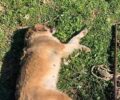 Μέγαρα Αττικής: Από ρήξη σπλήνας πέθανε σκύλος που βρέθηκε με τραύμα στην περινεϊκή χώρα – Ήταν και πυροβολημένος με αεροβόλο