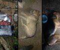 Μοίρες Ηρακλείου Κρήτης: Με φόλες δηλητηριασμένο κρέας δολοφόνησε δύο σκυλιά