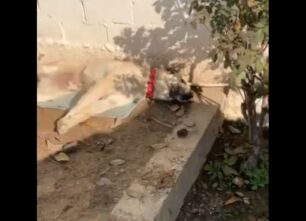 Μονόβρυση Σερρών: Με φόλες εξοντώνουν και εκεί σκυλιά (βίντεο)