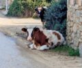 Μύκονος: Αφήνει τις αγελάδες να κυκλοφορούν ελεύθερες παρά το θανατηφόρο τροχαίο