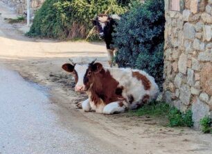 Μύκονος: Αφήνει τις αγελάδες να κυκλοφορούν ελεύθερες παρά το θανατηφόρο τροχαίο