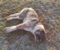 Ακόμα έξι σκυλιά δολοφονημένα με φόλες στην Νάουσα και τρεις γάτες στον Κοπανό Ημαθίας