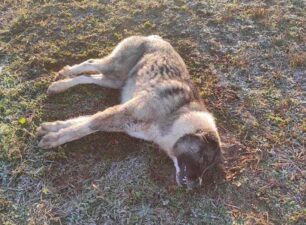Ακόμα έξι σκυλιά δολοφονημένα με φόλες στην Νάουσα και τρεις γάτες στον Κοπανό Ημαθίας