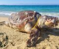 Νάξος: Ακόμα μια θαλάσσια χελώνα Caretta caretta βρέθηκε νεκρή παγιδευμένη σε δίχτυα
