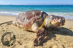 Νάξος: Ακόμα μια θαλάσσια χελώνα Caretta caretta βρέθηκε νεκρή παγιδευμένη σε δίχτυα