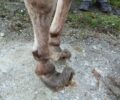 Πεπονιά Κοζάνης: Γάιδαρος με τεράστιες οπλές βρέθηκε να περιφέρεται αδέσποτος