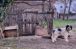 Πολύκαστρο Κιλκίς: Κατασχέθηκε σκύλος που τον κακοποιούσε ο ιδιοκτήτης του