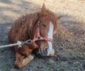 Σέρρες: Άφηνε το κατασπαραγμένο από άγρια ζώα άλογο του να υποφέρει χωρίς περίθαλψη