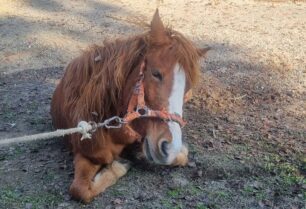 Σέρρες: Άφηνε το κατασπαραγμένο από άγρια ζώα άλογο του να υποφέρει χωρίς περίθαλψη