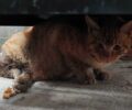 Σκύρος: Πέθανε η πυροβολημένη με αεροβόλο γάτα που βρέθηκε παράλυτη να σέρνεται (βίντεο)