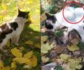 Ταύρος Αττικής: Γάτα με θηλιά στο σώμα της περιφέρεται στις εργατικές κατοικίες (βίντεο)