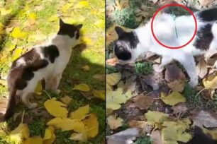Ταύρος Αττικής: Γάτα με θηλιά στο σώμα της περιφέρεται στις εργατικές κατοικίες (βίντεο)