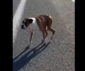 Θεσσαλονίκη: Βρέθηκε η οικογένεια του σκύλου που εντοπίστηκε σκελετωμένος στην Εθνική Οδό (βίντεο)