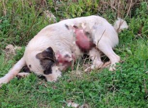Βαλανιδόραχη Πρέβεζας: Κυνηγός πυροβόλησε και σκότωσε σκύλο μπροστά σε παιδιά