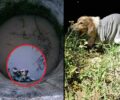 Βελίκα Μεσσηνίας: Γεωλόγοι έσωσαν σκύλο που βρήκαν εγκλωβισμένο μέσα σε πηγάδι με νερό (βίντεο)