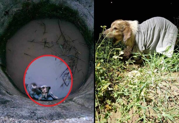 Βελίκα Μεσσηνίας: Γεωλόγοι έσωσαν σκύλο που βρήκαν εγκλωβισμένο μέσα σε πηγάδι με νερό (βίντεο)