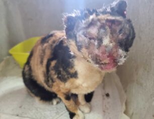 Βώροι Ηρακλείου Κρήτης: Βρήκε τη γάτα του σοβαρά τραυματισμένη με εγκαύματα στο κεφάλι