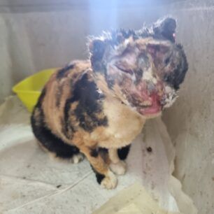 VoroiIrakleiouKritisGataEgavmata19 12 2023 1