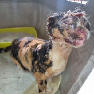 VoroiIrakleiouKritisGataEgavmata19 12 2023 2