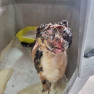 VoroiIrakleiouKritisGataEgavmata19 12 2023 3