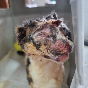 VoroiIrakleiouKritisGataEgavmata19 12 2023 4