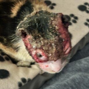 VoroiIrakleiouKritisGataEgavmata9 12 2023 1