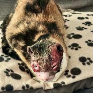 VoroiIrakleiouKritisGataEgavmata9 12 2023 2