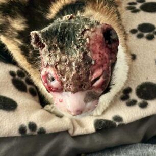 VoroiIrakleiouKritisGataEgavmata9 12 2023 3