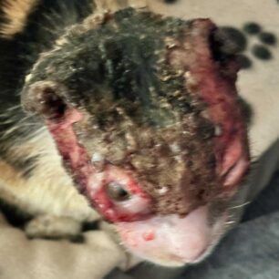 VoroiIrakleiouKritisGataEgavmata9 12 2023 4