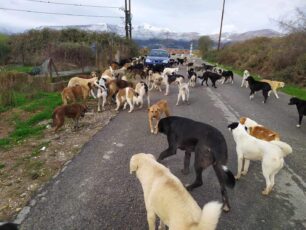 A.M. Ζαφειριάδου: Δείξαμε τι συμβαίνει στη χωματερή της Ξάνθης μετά την αδιαφορία των αρμόδιων για το δράμα των αδέσποτων (ηχητικό)