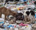 Περισσότερα από 500 αδέσποτα σκυλιά στη χωματερή υποφέρουν και οι Δήμοι Ξάνθης και Τοπείρου αδιαφορούν (βίντεο)