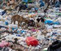 Ξάνθη: H φρίκη για πάνω από 500 αδέσποτα σκυλιά στη χωματερή συνεχίζεται και οι αρμόδιοι αλληλοκατηγορούνται (βίντεο)