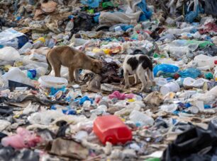Ξάνθη: H φρίκη για πάνω από 500 αδέσποτα σκυλιά στη χωματερή συνεχίζεται και οι αρμόδιοι αλληλοκατηγορούνται (βίντεο)