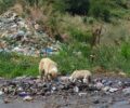 Ξάνθη: Το μαρτύριο των σκυλιών στη χωματερή συνεχίζεται και οι αρμόδιοι σιωπούν (βίντεο)